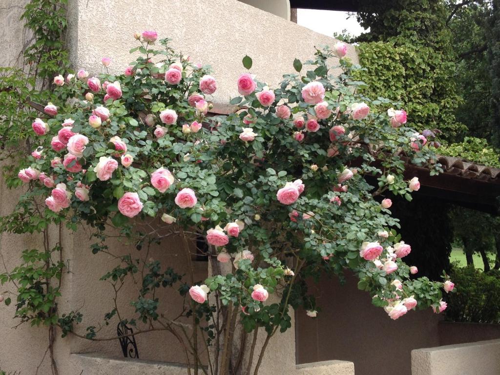 Hotel Lou Caleu Restaurant Le Rocher Des Abeilles Saint-Martin-de-Castillon ภายนอก รูปภาพ